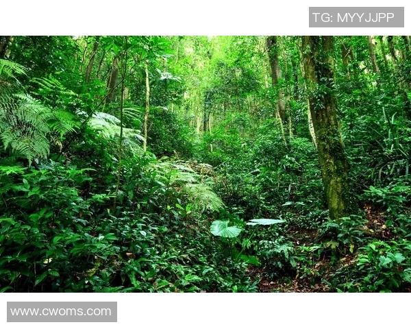 绿色森林与牛津联对决分析及胜负推荐探讨