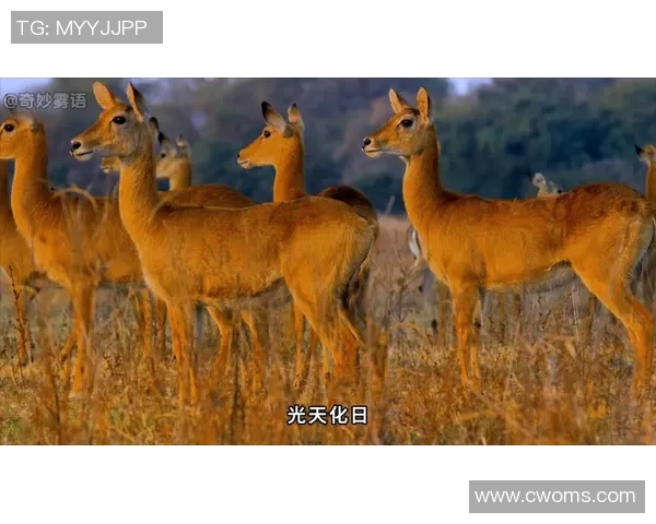 鹿斯巴达与埃因青年激战在即谁能在这场对决中笑到最后